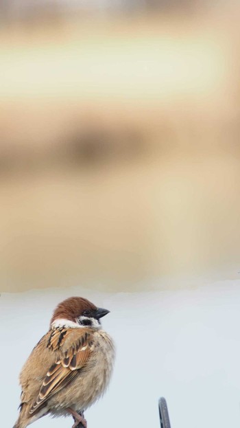 Eurasian Tree Sparrow 市場池公園 Sun, 3/5/2023