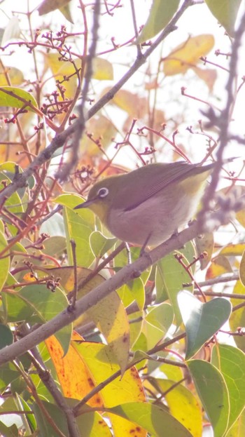 Warbling White-eye 市場池公園 Sun, 3/5/2023