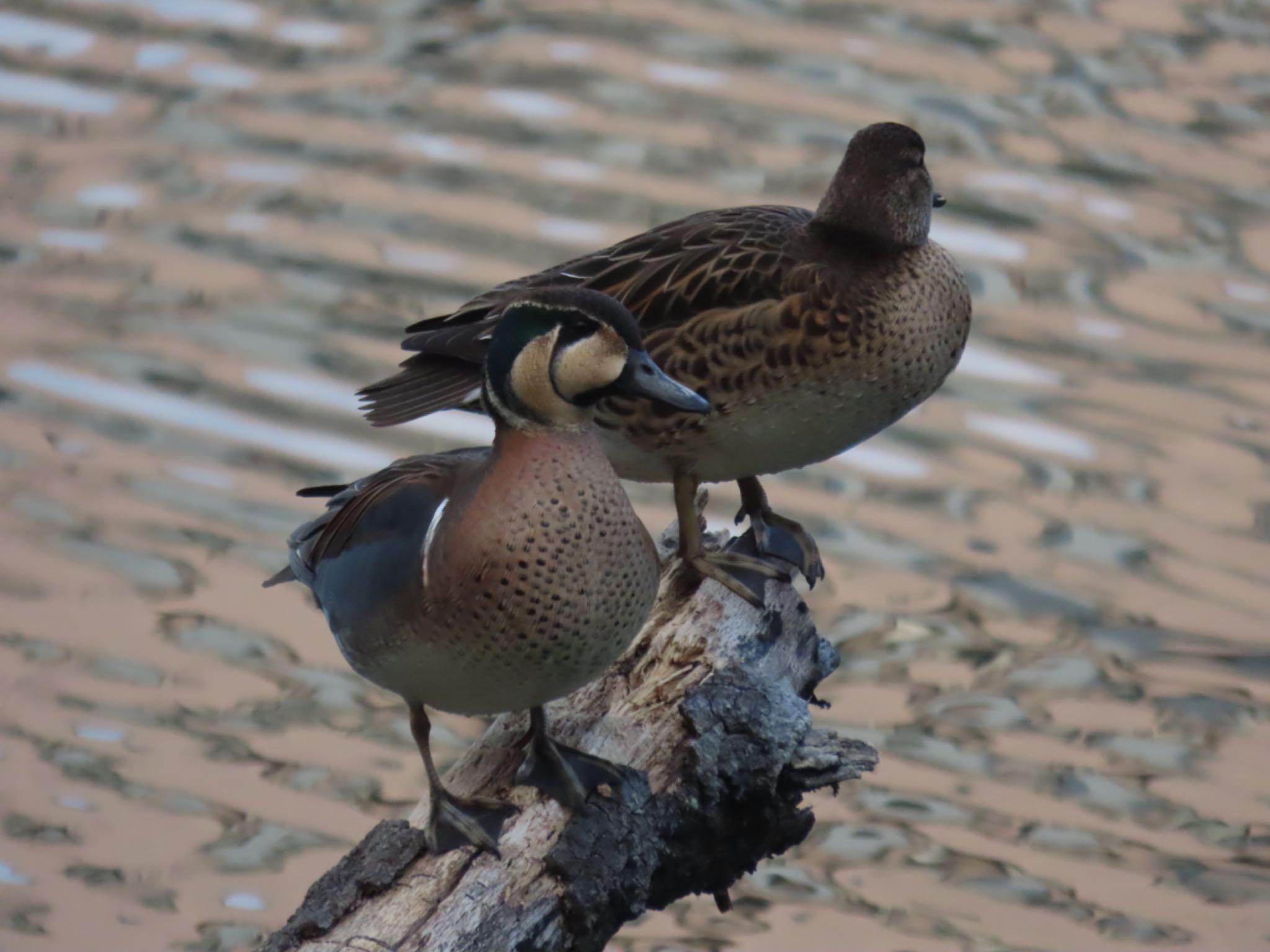 Photo of Baikal Teal at 東京都 by さきやっこ（2号）