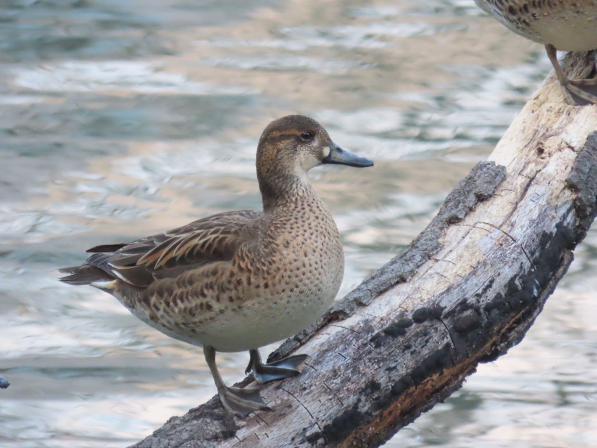 Photo of Baikal Teal at 東京都 by さきやっこ（2号）