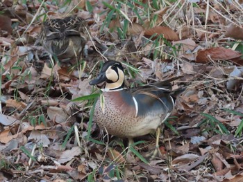 Baikal Teal 東京都 Fri, 3/10/2023