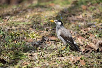 ムクドリ 京都府立植物園 2023年3月11日(土)