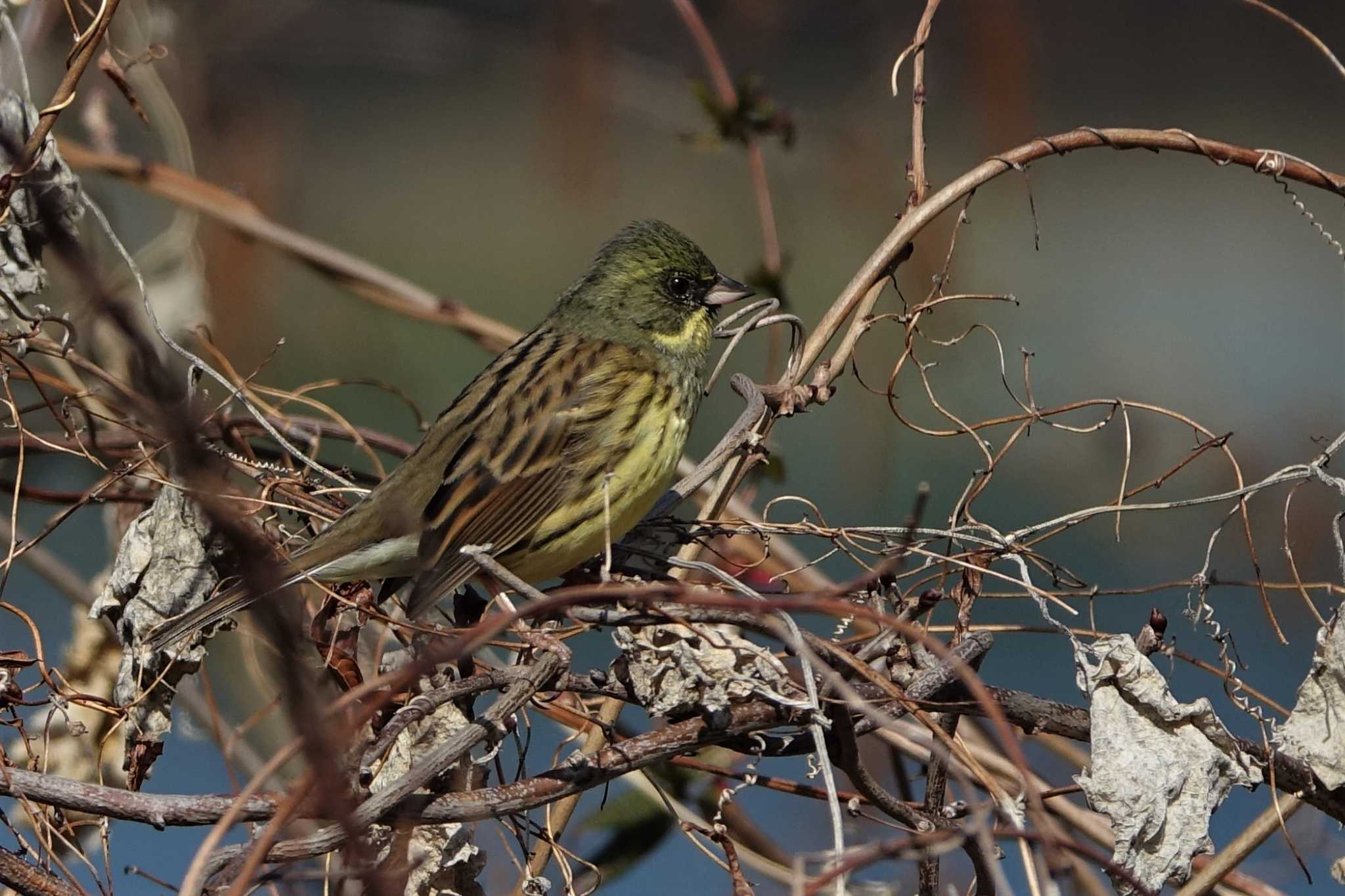 ロクハ公園(滋賀県草津市) アオジの写真