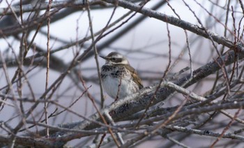 Dusky Thrush むかわ町 Sun, 2/26/2023