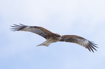 Black Kite むかわ町 Sun, 2/26/2023