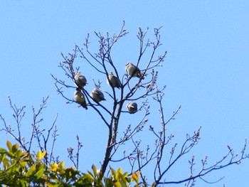 Japanese Waxwing 富岡総合公園(横浜市) Sat, 3/11/2023