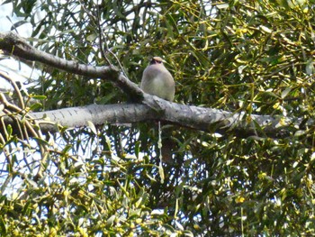 Japanese Waxwing 富岡総合公園(横浜市) Sat, 3/11/2023