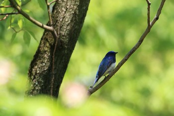 2018年5月4日(金) 大阪城公園の野鳥観察記録