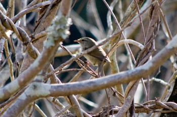 2023年3月11日(土) 松尾寺公園の野鳥観察記録