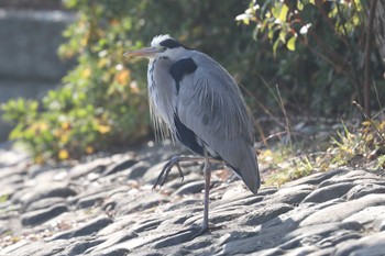 Grey Heron Akashi Park Sun, 1/8/2023