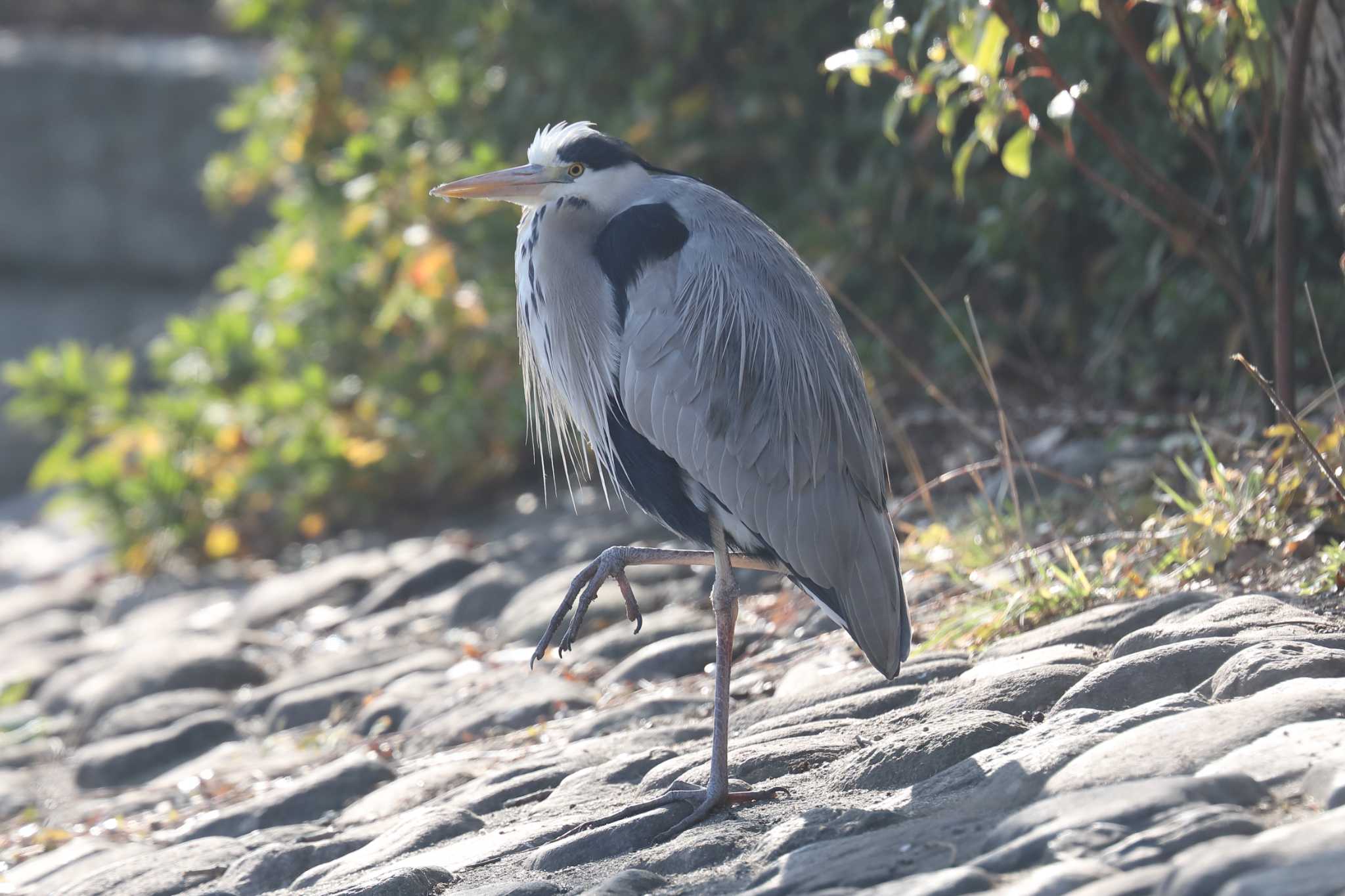 明石公園のアオサギ