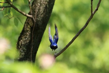 オオルリ 大阪城公園 2018年5月4日(金)