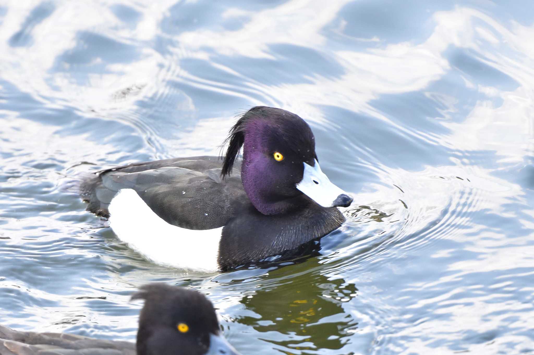 富岡並木ふなだまり公園 キンクロハジロの写真 by やなさん