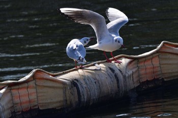 ユリカモメ 富岡並木ふなだまり公園 2023年3月10日(金)