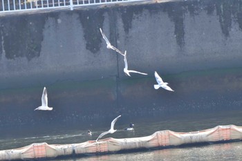 ユリカモメ 富岡並木ふなだまり公園 2023年3月10日(金)