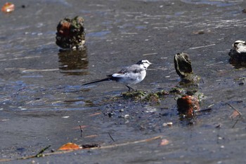 ハクセキレイ 富岡並木ふなだまり公園 2023年3月10日(金)