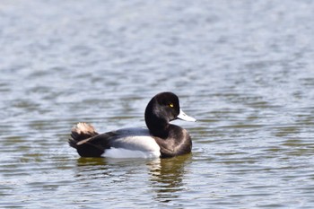 2023年3月10日(金) 富岡並木ふなだまり公園の野鳥観察記録