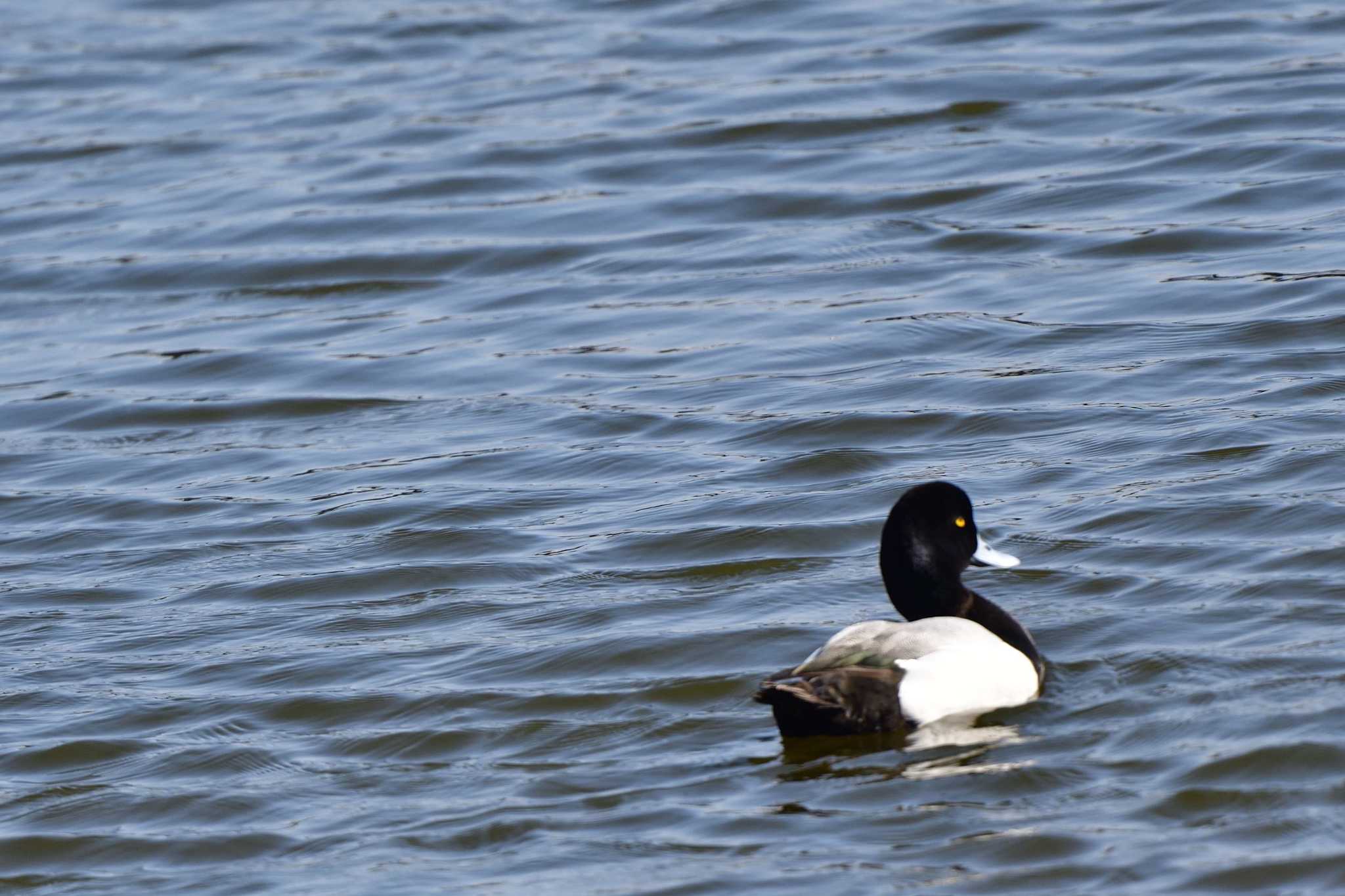 富岡並木ふなだまり公園 スズガモの写真