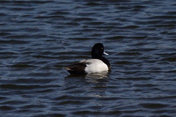 スズガモ 富岡並木ふなだまり公園 2023年3月10日(金)