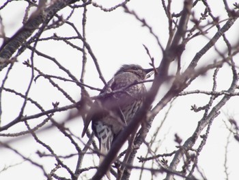 Brown-eared Bulbul 市場池公園 Sun, 3/5/2023