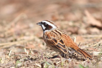 ホオジロ 馬見丘陵公園 2023年3月11日(土)