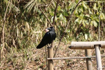 Large-billed Crow Maioka Park Wed, 3/8/2023