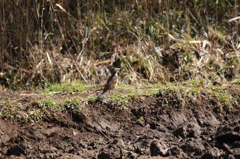 Dusky Thrush Maioka Park Wed, 3/8/2023