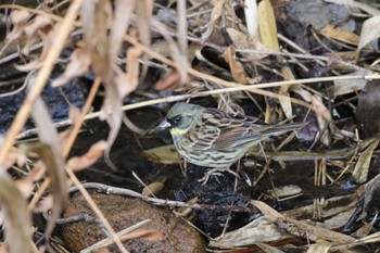 アオジ 舞岡公園 2023年3月8日(水)