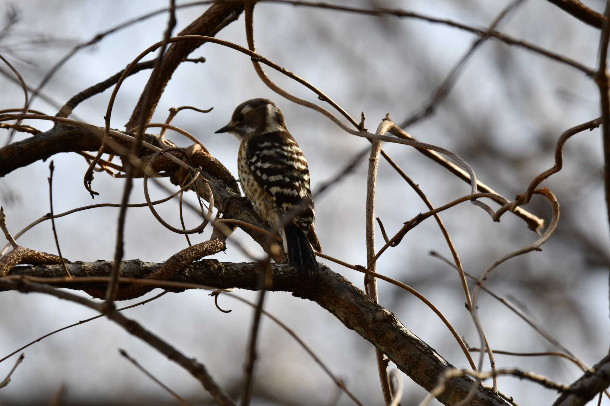 Photo of Japanese Pygmy Woodpecker at 名古屋平和公園 by みそ＠VM4A