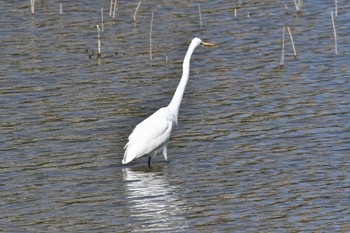 Great Egret 名古屋平和公園 Sat, 3/11/2023