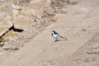 White Wagtail 名古屋平和公園 Sat, 3/11/2023