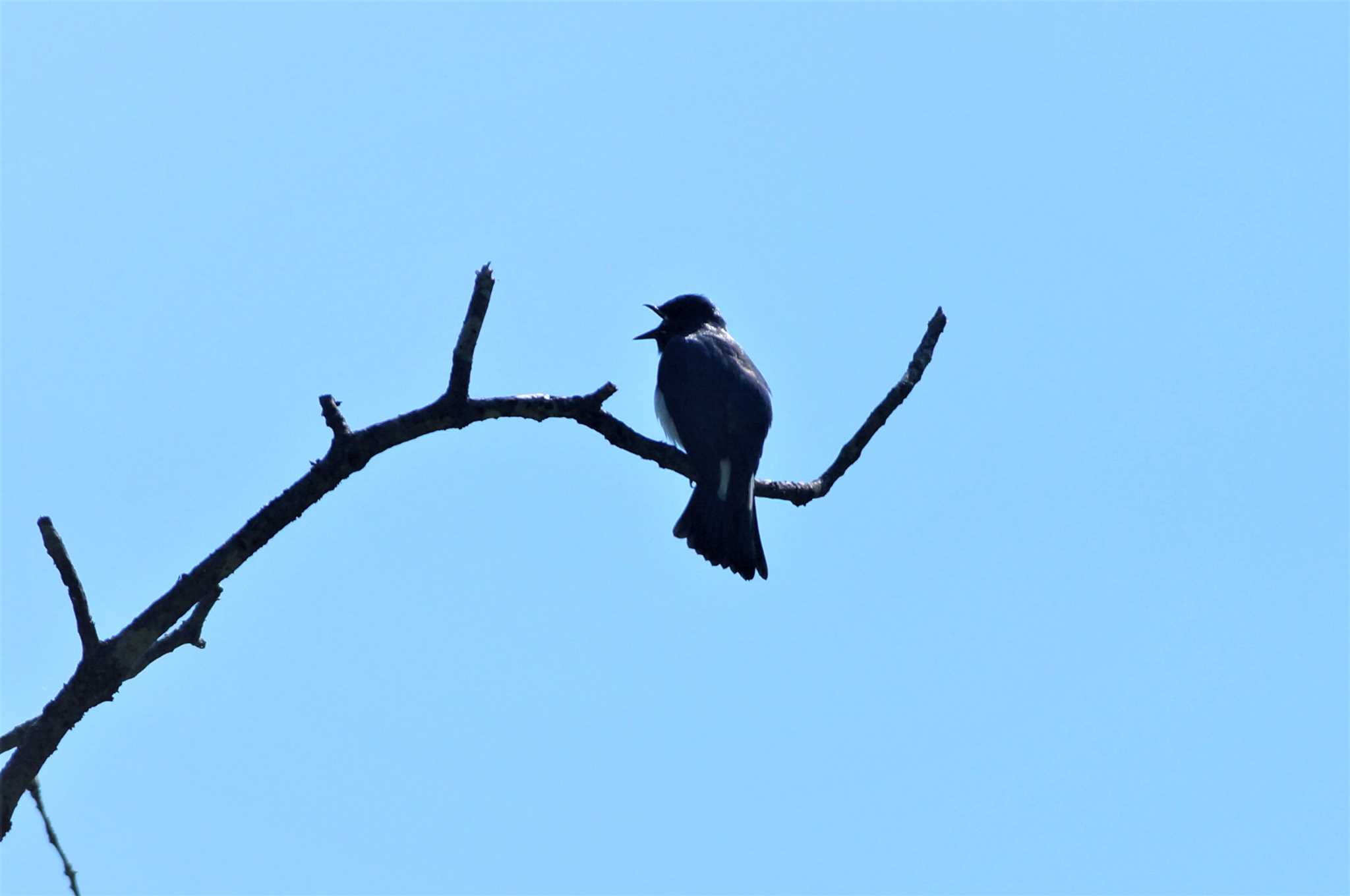 Blue-and-white Flycatcher