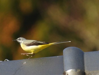 2023年3月11日(土) 陣馬山の野鳥観察記録