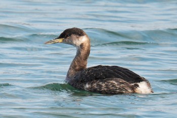 2023年3月4日(土) 波崎漁港の野鳥観察記録