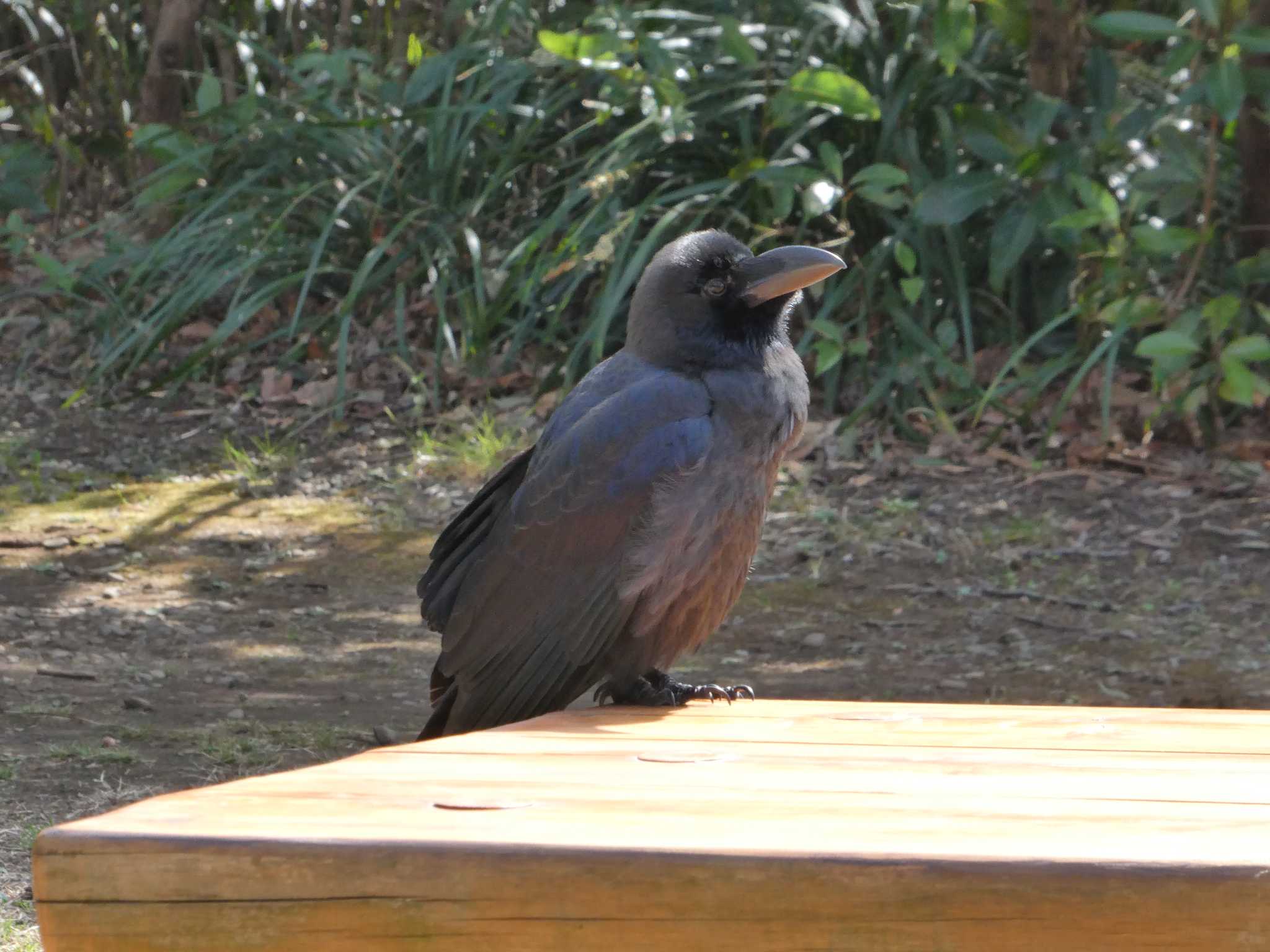 東京港野鳥公園 ハシブトガラスの写真 by ネジ