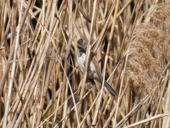 オオジュリン 東京港野鳥公園 2023年3月11日(土)