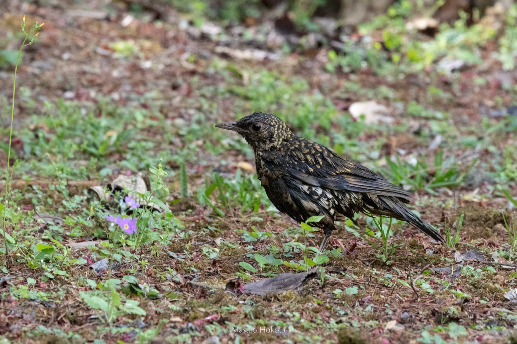 Photo of Scaly Thrush at Doi Angkhang by Trio