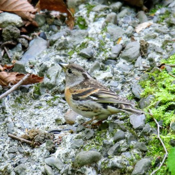 アトリ 山梨県 2018年5月6日(日)