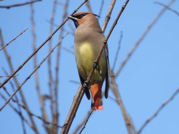 2023年3月11日(土) 葛西臨海公園の野鳥観察記録