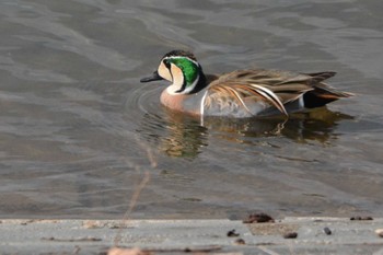 Baikal Teal 狭山湖 Thu, 3/2/2023