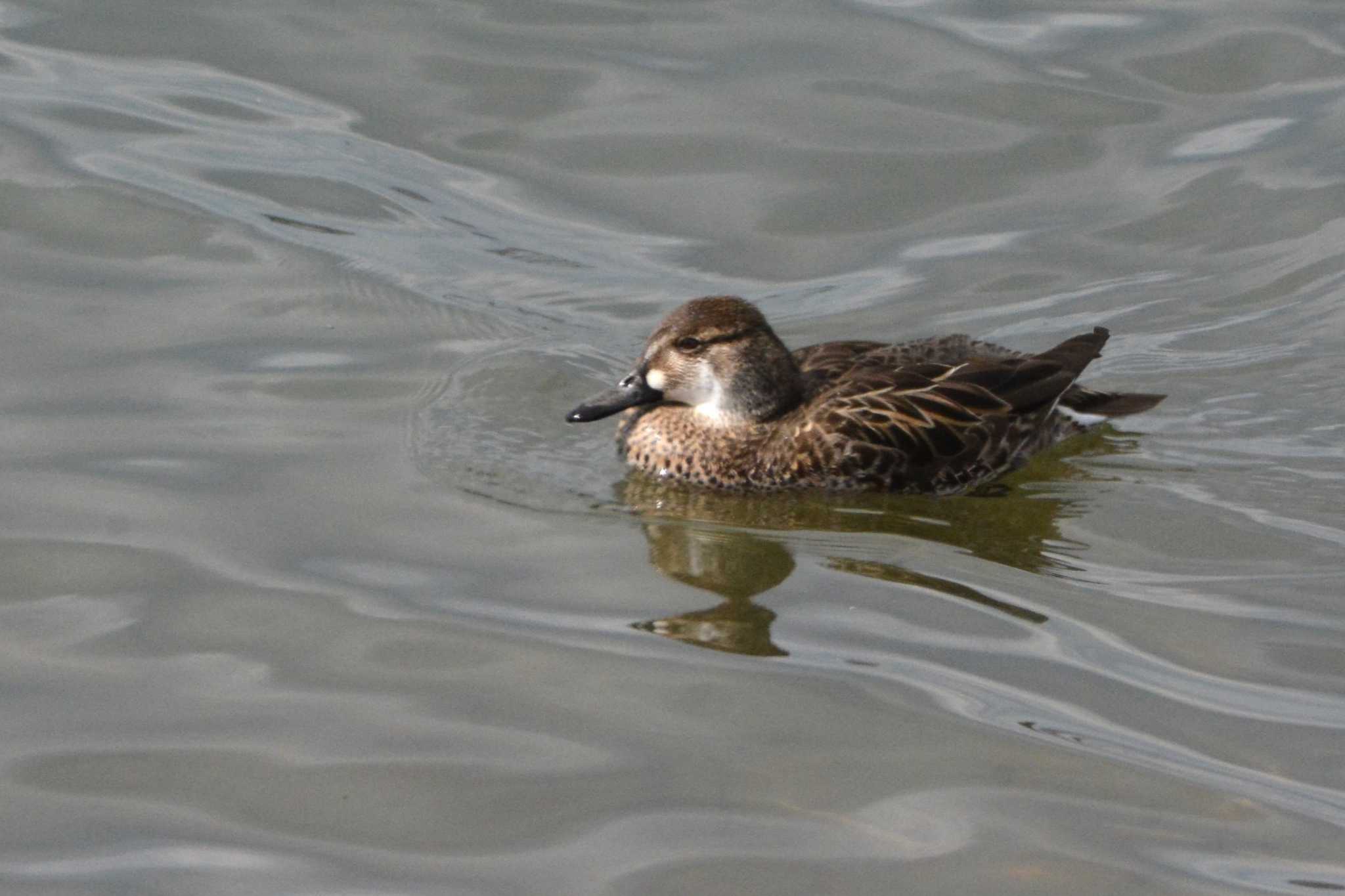 Photo of Baikal Teal at 狭山湖 by geto