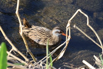 Brown-cheeked Rail 横浜市 Sat, 3/11/2023