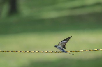 Thu, 5/3/2018 Birding report at Mikiyama Forest Park