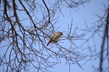 Japanese Waxwing 久宝寺緑地公園 Sat, 3/11/2023