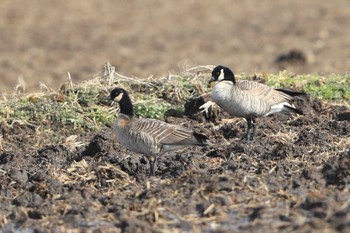 Cackling Goose 北海道 北斗市 稲里 Sat, 3/11/2023