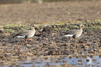 Greater White-fronted Goose 北海道 北斗市 稲里 Sat, 3/11/2023