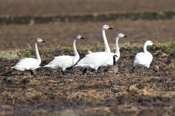 Tundra Swan 北海道 北斗市 稲里 Sat, 3/11/2023