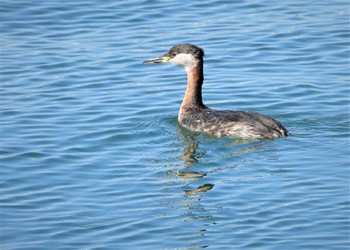 Red-necked Grebe 外川漁港 Sat, 3/11/2023