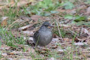 2023年3月11日(土) 京都御苑の野鳥観察記録