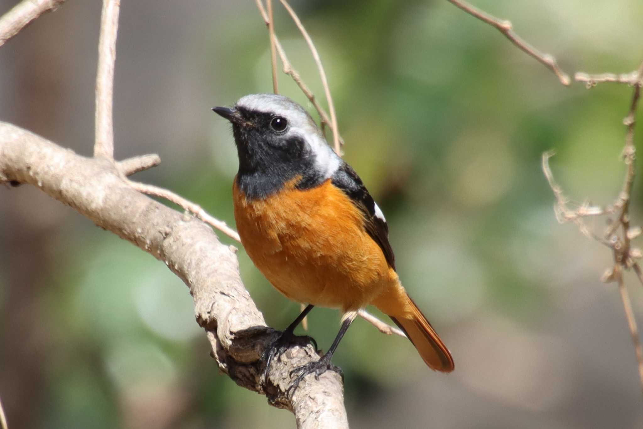 Photo of Daurian Redstart at Kyoto Gyoen by ゆりかもめ